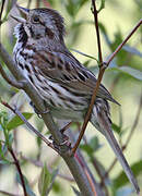 Song Sparrow