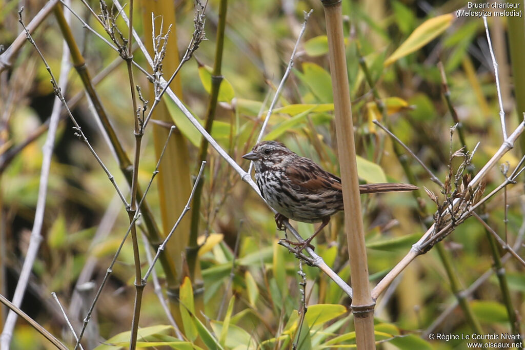 Song Sparrow