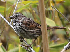 Song Sparrow