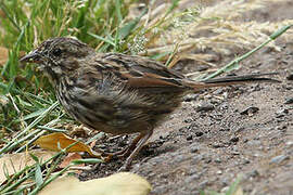 Song Sparrow