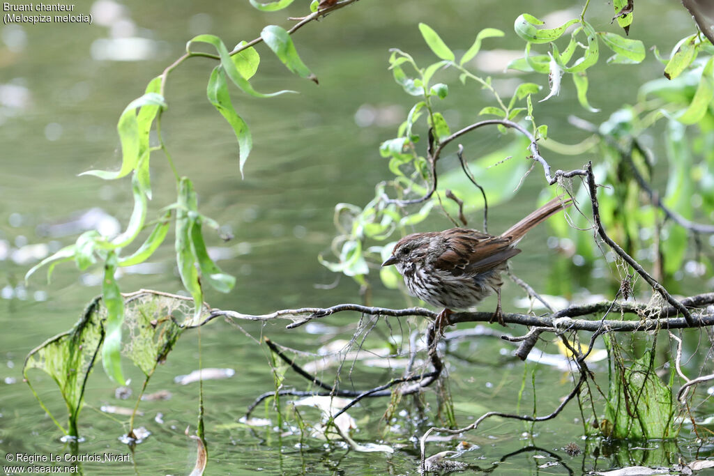 Song Sparrow