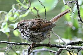 Song Sparrow