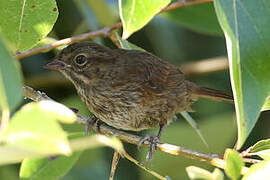 Song Sparrow