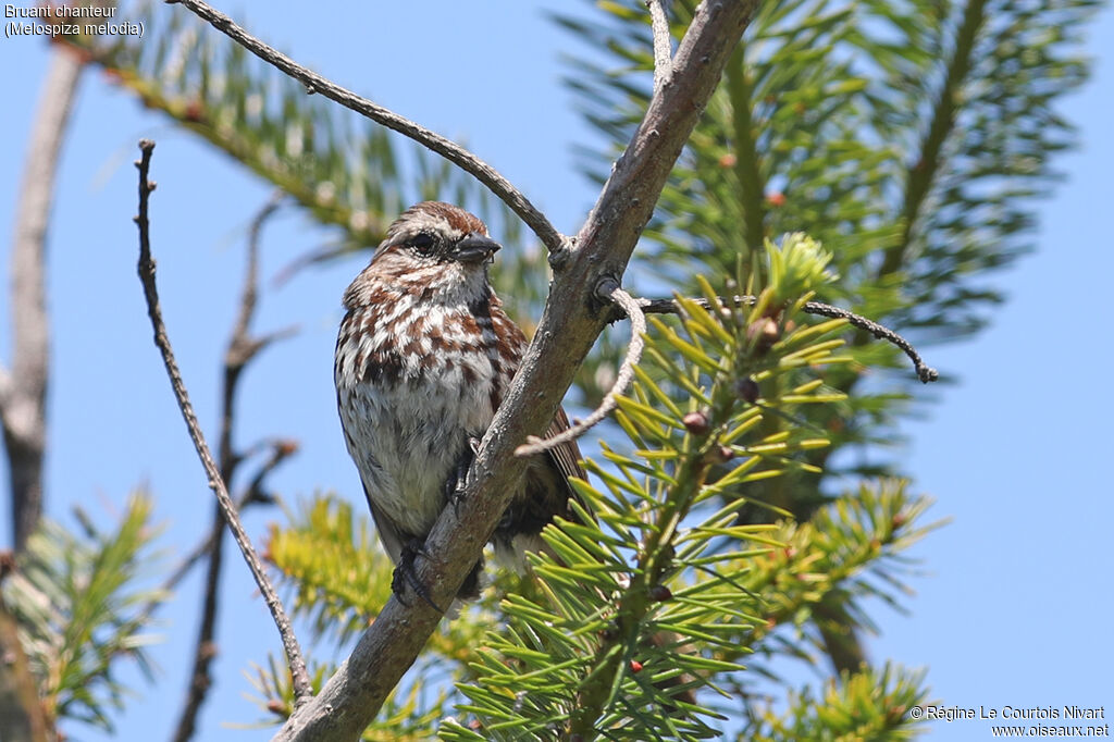 Song Sparrow