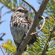 Song Sparrow