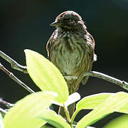 Song Sparrow