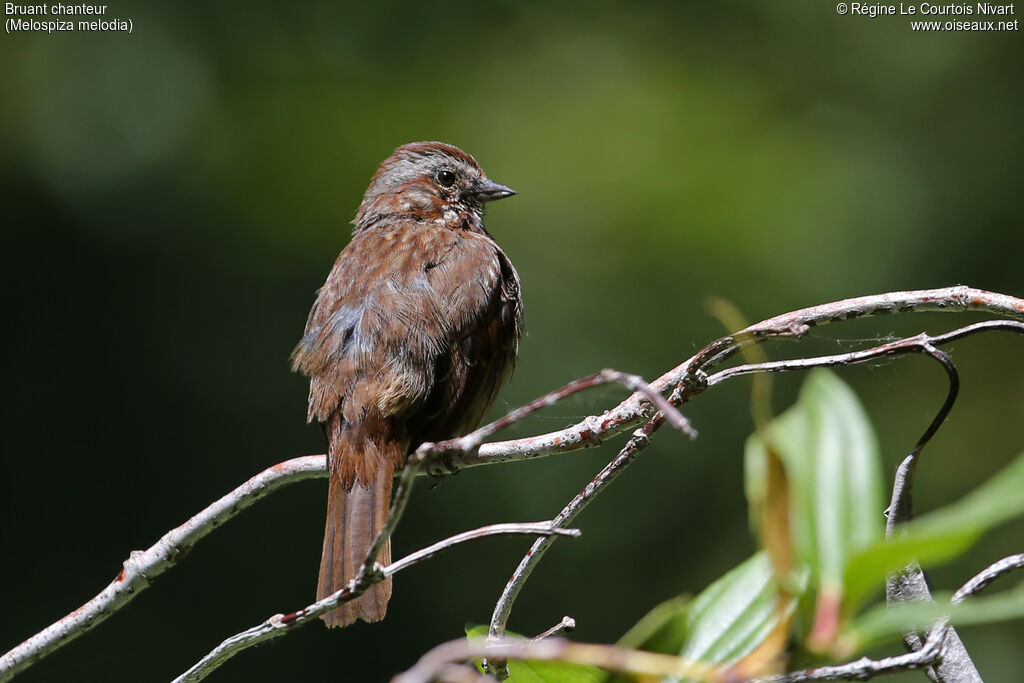 Song Sparrow