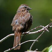 Song Sparrow