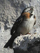 Rufous-collared Sparrow