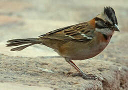 Rufous-collared Sparrow