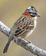 Rufous-collared Sparrow