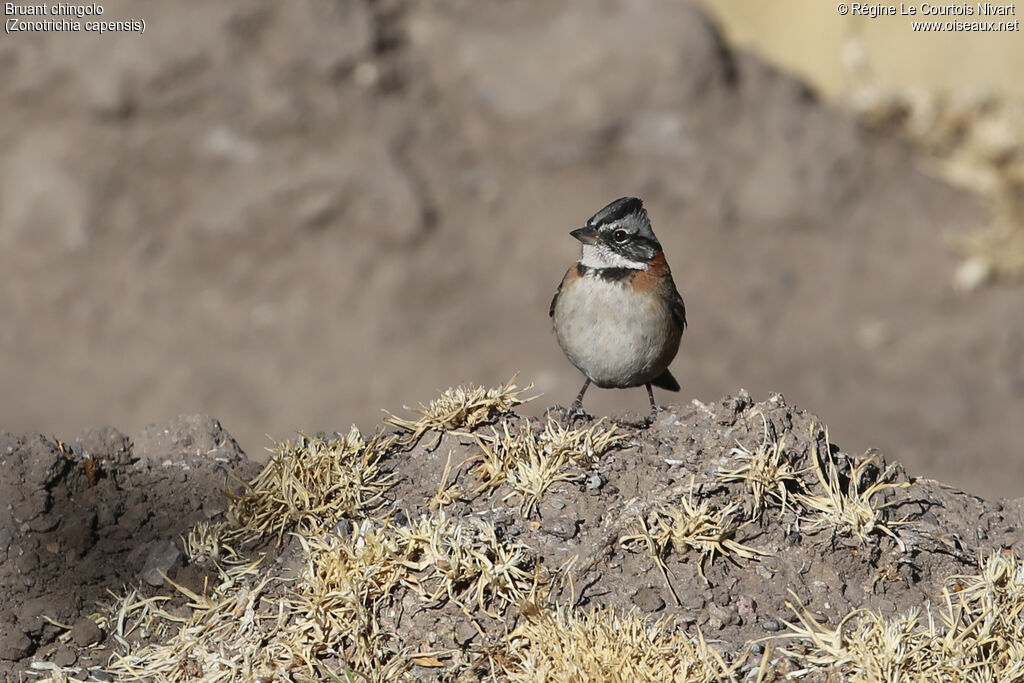 Rufous-collared Sparrow