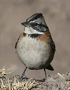 Rufous-collared Sparrow