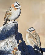 Rufous-collared Sparrow