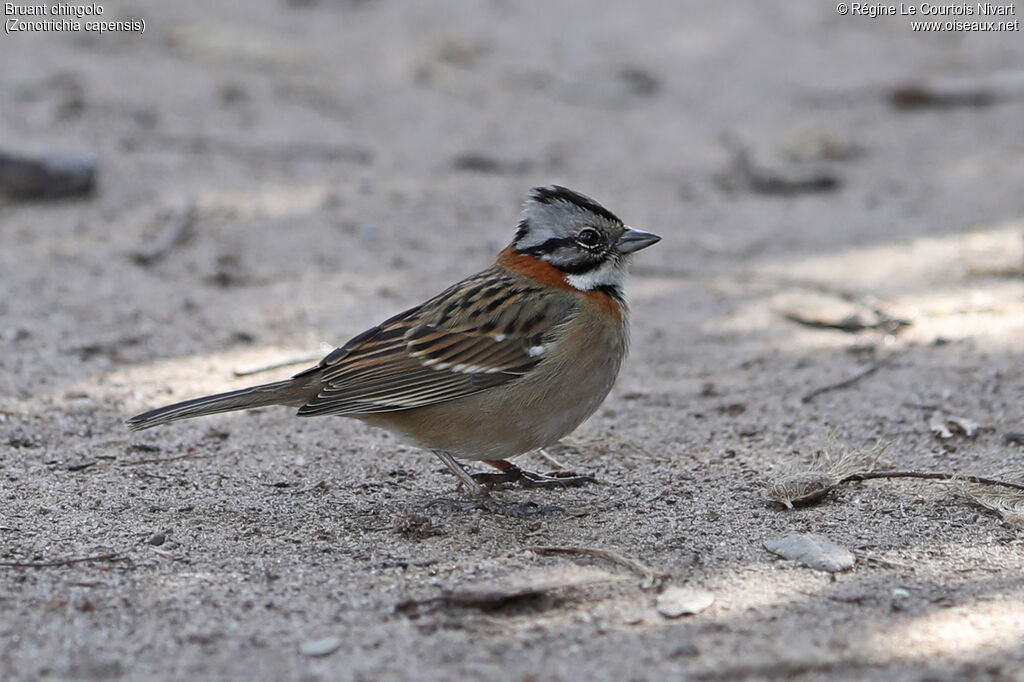 Rufous-collared Sparrow
