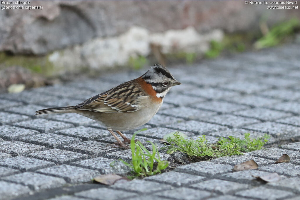 Rufous-collared Sparrow