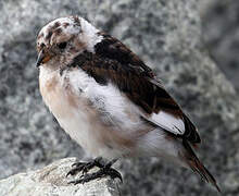 Snow Bunting