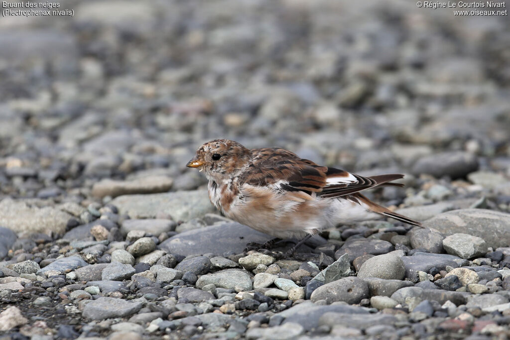 Snow Bunting