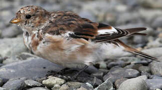 Snow Bunting