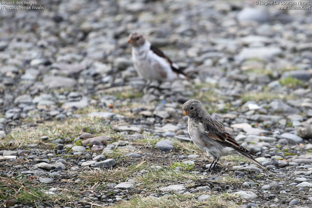 Snow Bunting