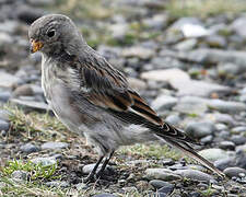 Snow Bunting