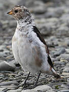 Snow Bunting