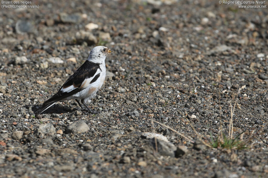 Snow Bunting male adult