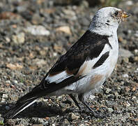 Snow Bunting