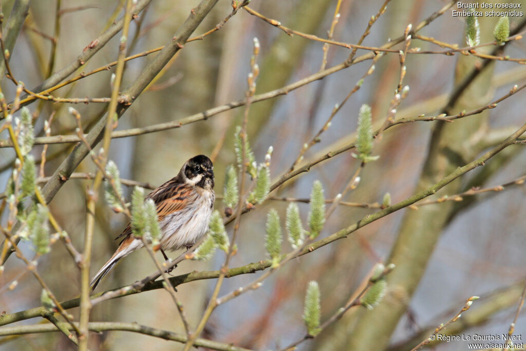 Bruant des roseaux