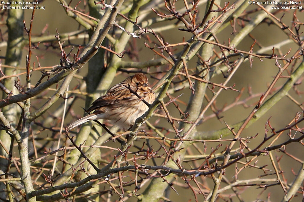 Common Reed Bunting