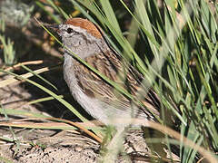 Chipping Sparrow