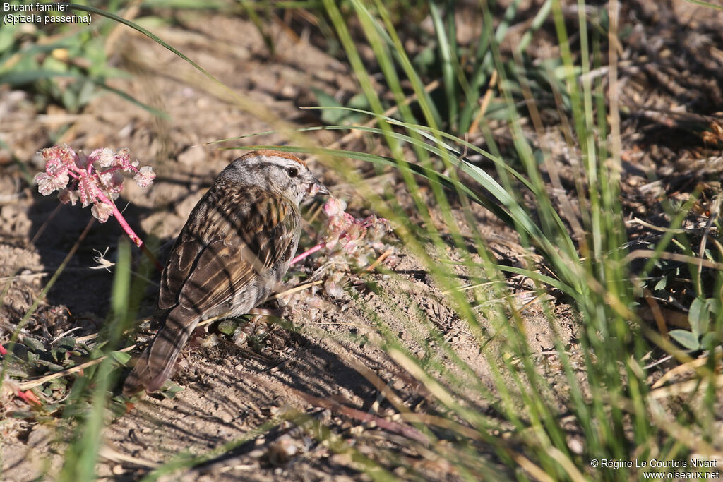 Chipping Sparrowadult