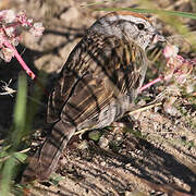 Chipping Sparrow