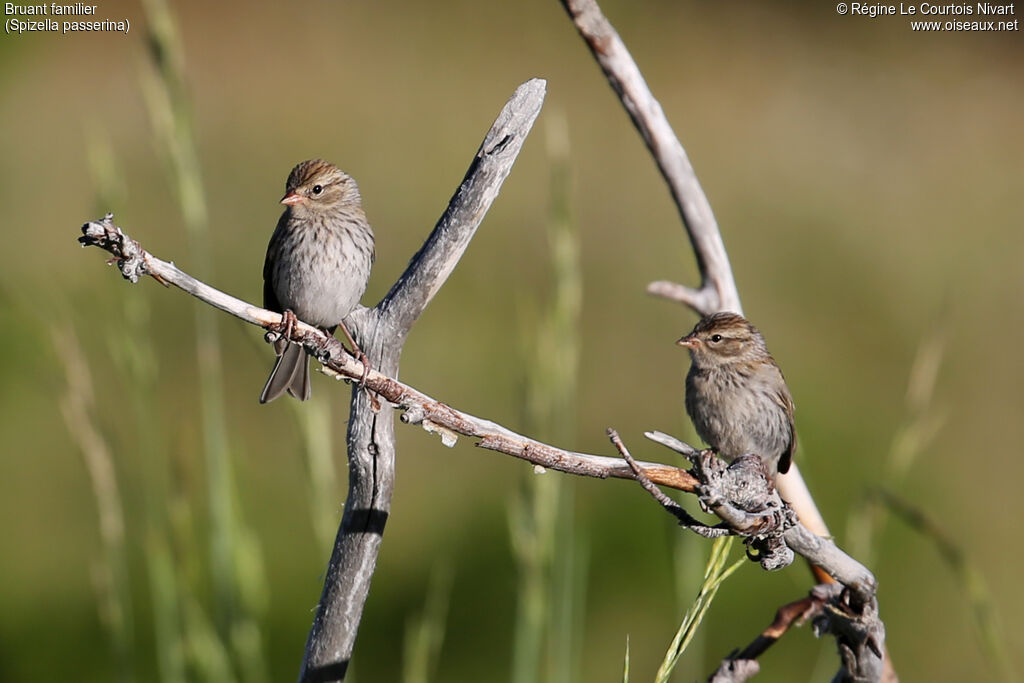 Chipping Sparrowjuvenile