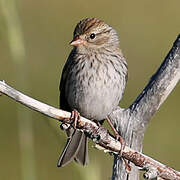 Chipping Sparrow