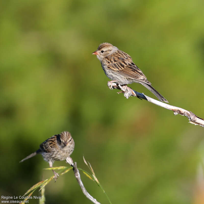Chipping Sparrowjuvenile, identification