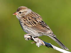 Chipping Sparrow