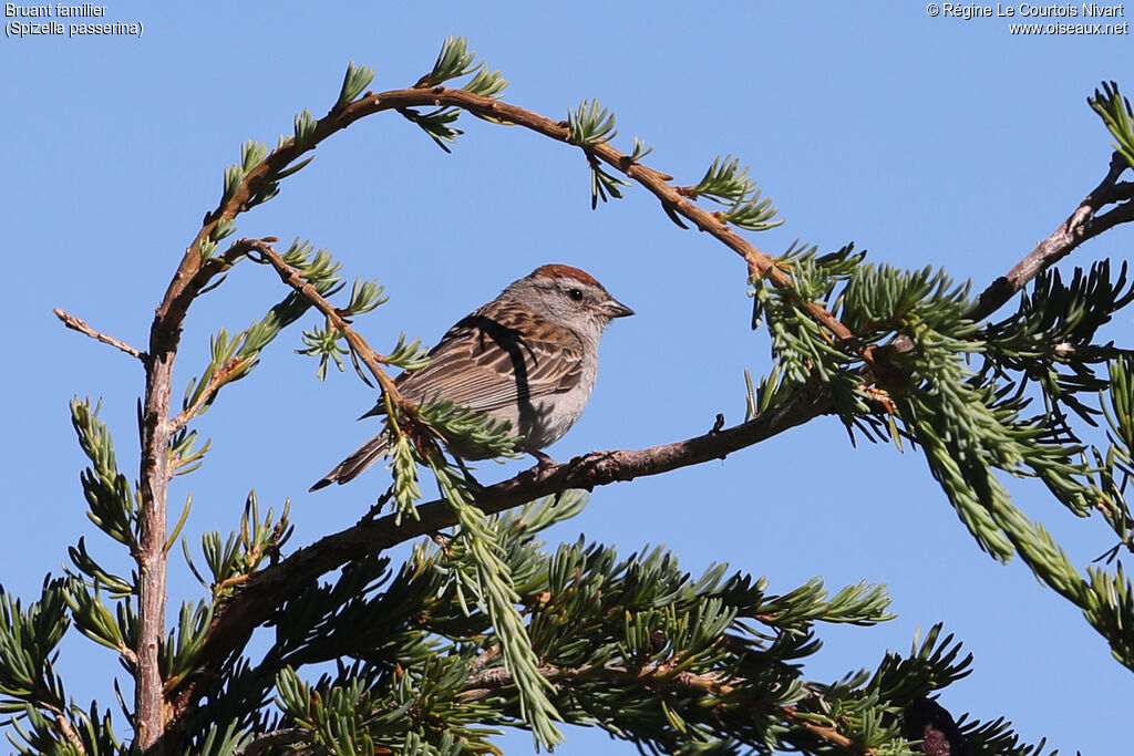 Chipping Sparrowadult