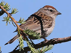 Chipping Sparrow