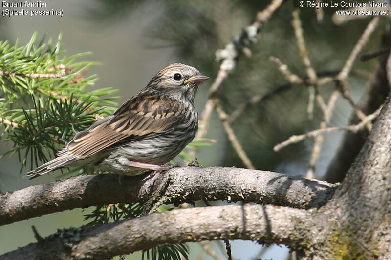 Chipping Sparrowjuvenile