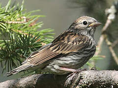 Chipping Sparrow