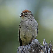 Chipping Sparrow