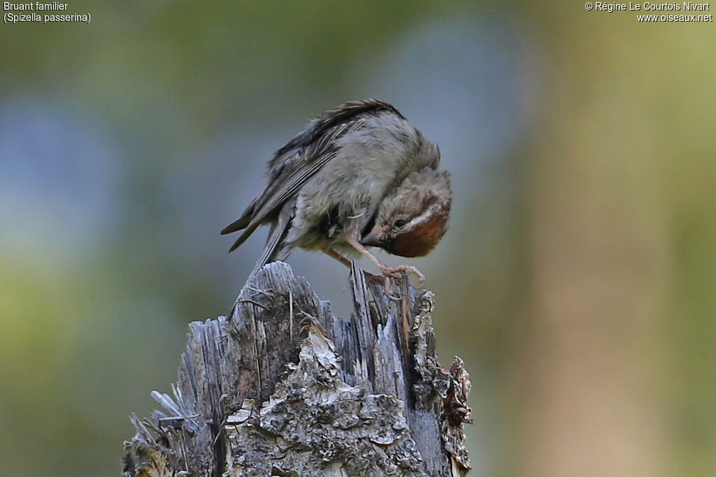 Chipping Sparrowadult