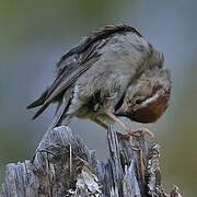 Chipping Sparrow