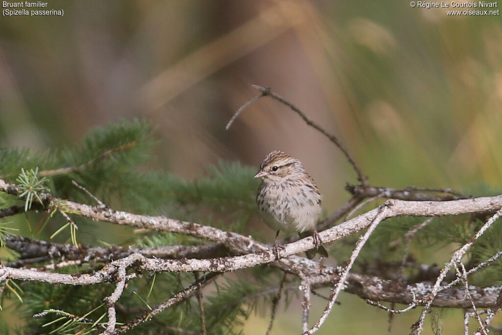 Chipping Sparrowimmature