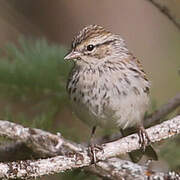 Chipping Sparrow