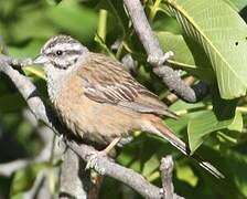 Rock Bunting