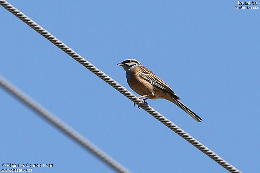 Rock Bunting