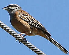 Rock Bunting