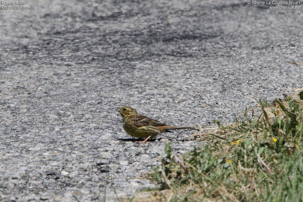 Bruant jaune femelle